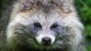 Encuentran virus desconocidos en animales que se consumen en China. 1 Encuentran virus desconocidos en animales - Encuentran virus desconocidos en animales