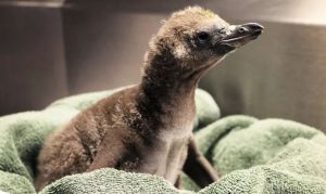 Te presentamos las noticias que quizá te perdiste la semana pasada (06.02.2022) 8 -