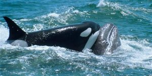 Por primera vez documentan ataque de orcas vs ballenas azules. 2 Por primera vez documentan - Por primera vez documentan