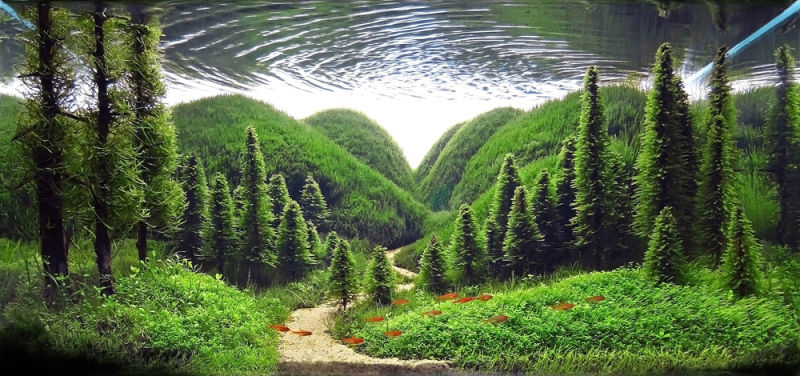 El Asombroso arte del Aquascaping (Paisajismo Acuático) 4 -