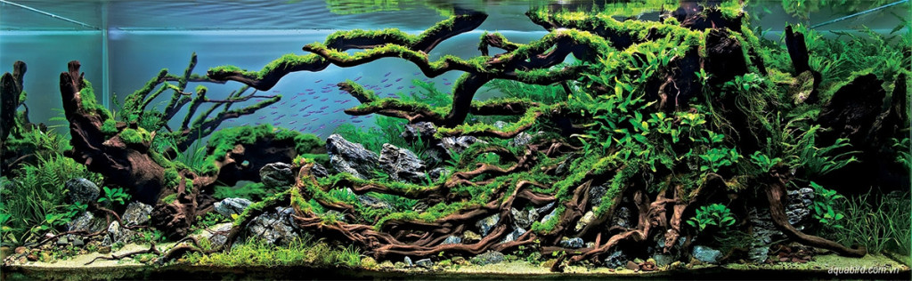 El Asombroso arte del Aquascaping (Paisajismo Acuático) 5 -