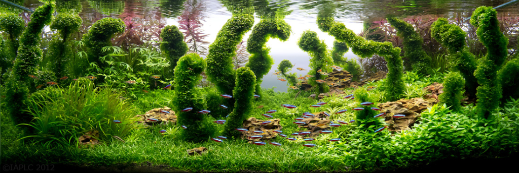 El Asombroso arte del Aquascaping (Paisajismo Acuático) 8 -