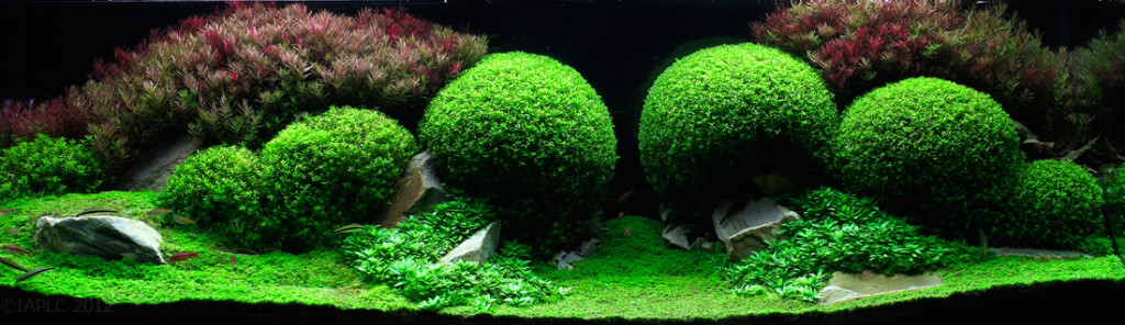 El Asombroso arte del Aquascaping (Paisajismo Acuático) 9 -