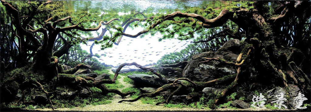 El Asombroso arte del Aquascaping (Paisajismo Acuático) 2 -