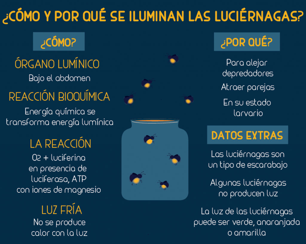 Luciérnagas: Por qué brillan y todo lo que debes saber de ellas 2 ¿CÓMO Y POR QUÉ SE ILUMINAN LAS LUCIÉRNAGAS?