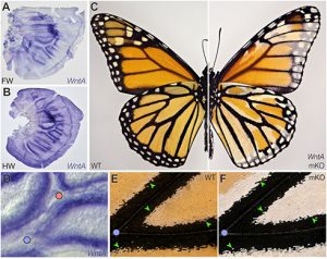 ¿Cómo se hace la edición genética actualmente? 3 Cambio de coloración en mariposa, imagen por Kavli prize