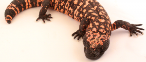 peligro de extinción - peligro de extinción