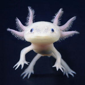 Axolotl en peligro de extinción. Crédito: Reddit.