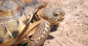 Tortuga de Bolsón en peligro de extinción. Créditos: SinEmbargo