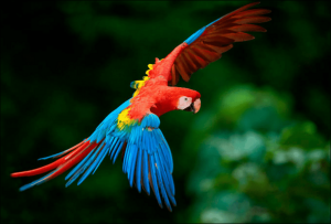 Guacamayo, animales en peligro de extinción.