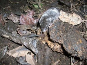 peligro de extinción - peligro de extinción