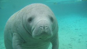 peligro de extinción - peligro de extinción