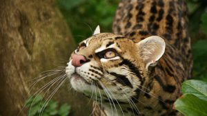 peligro de extinción - peligro de extinción