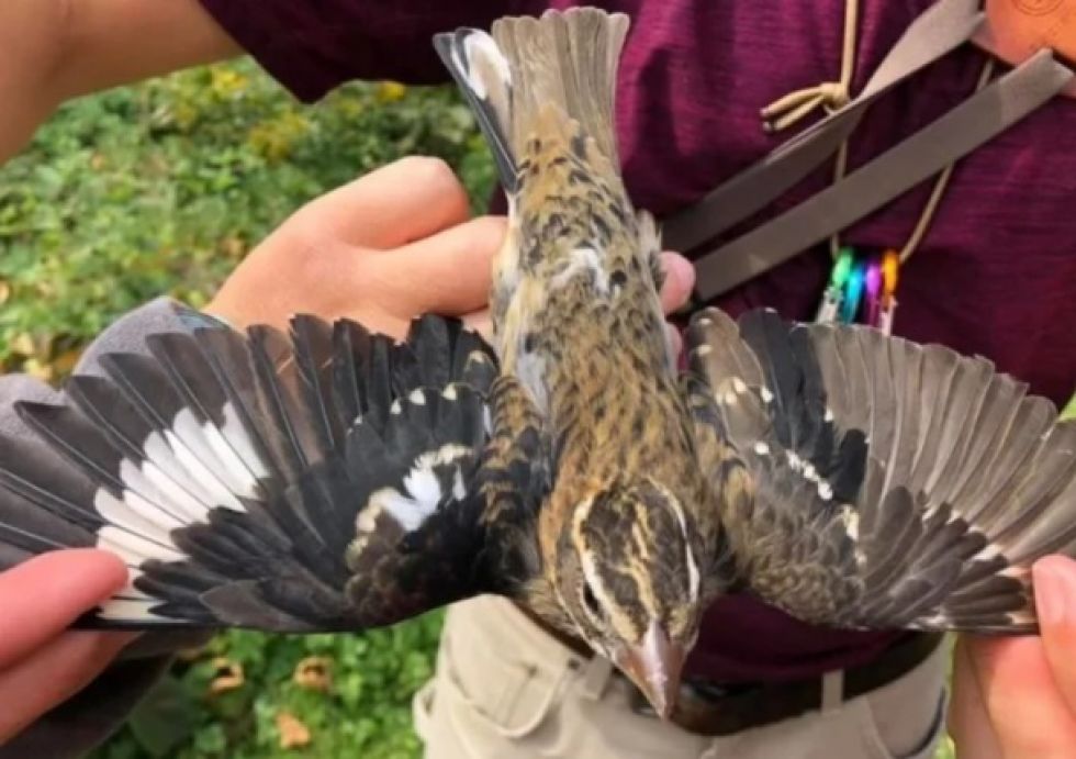 Encuentran ave que es mitad macho y mitad hembra 1 -