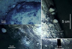 Científicos descubren "Extrañas Criaturas" debajo del hielo en la Antártida 1 -