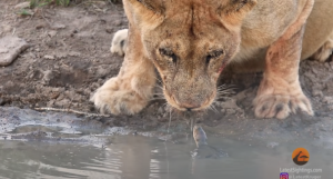Una pequeña tortuga se aproximó a un par de leones - Una pequeña tortuga se aproximó a un par de leones