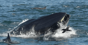 Un buzo casi es tragado por una ballena. - Un buzo casi es tragado por una ballena.