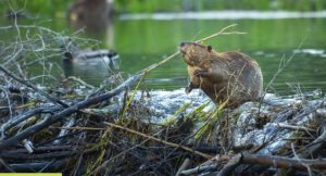Un castor deja sin servicio - Un castor deja sin servicio