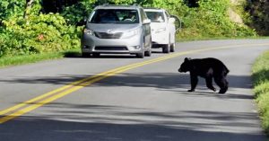 Una osa libró una “batalla” para lograr que sus cachorros atravesaran una carretera. 1 Una osa adulta de oso negro. - Una osa adulta de oso negro.