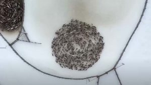 Un grupo de renos fue captado por un dron, realizando movimientos circulares "extraños". 1 Renos captados dando vueltas en círculos. - Renos captados dando vueltas en círculos.