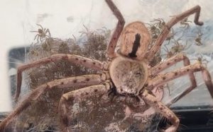 Una mujer australiana ayudó a araña gigante. - Una mujer australiana ayudó a araña gigante.