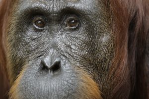 La supervivencia de los orangutanes de la isla de Borneo, se encuentra amenazada. 1 Los orangutanes de la isla de Borneo - Los orangutanes de la isla de Borneo