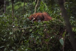 La supervivencia de los orangutanes de la isla de Borneo, se encuentra amenazada. 2 Los orangutanes de la isla de Borneo - Los orangutanes de la isla de Borneo