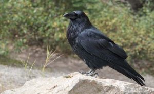 La investigación mostró que los cuervos entienden el concepto del número 0. 3 La investigación mostró - La investigación mostró