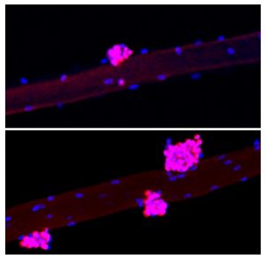 Investigadores descubrieron - Investigadores descubrieron
