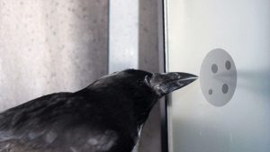 La investigación mostró que los cuervos entienden el concepto del número 0. 2 La investigación mostró - La investigación mostró