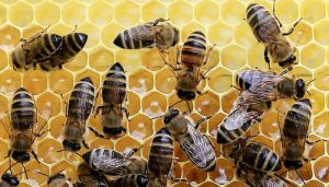 Las abejas también se emborrachan y se vuelven adictas 1 -