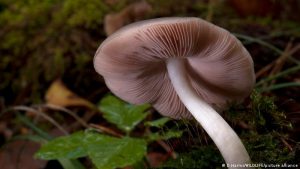 Compuesto psicodélico de hongo recupera las conexiones cerebrales 1 compuesto psicodélico de hongo - compuesto psicodélico de hongo