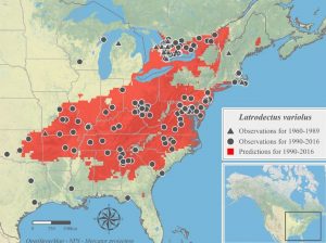 Viuda negra - Viuda negra