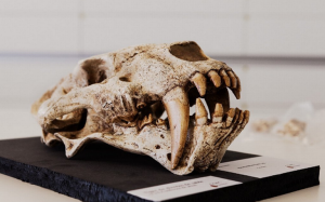 Confirman teoría de Hawking, encuentran mineral Extraterrestre en Mar Muerto, Escarabajo conservado en Excremento de Dinosaurio, estas y otras noticias que quizá te perdiste la semana pasada 6 -