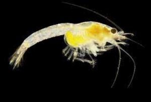 Confirman teoría de Hawking, encuentran mineral Extraterrestre en Mar Muerto, Escarabajo conservado en Excremento de Dinosaurio, estas y otras noticias que quizá te perdiste la semana pasada 4 -