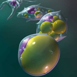 Un estudio llevado a cabo - Un estudio llevado a cabo