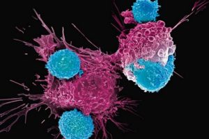 Descubren que las células cancerígenas - Descubren que las células cancerígenas