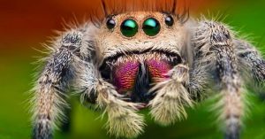 Arañas saltarinas pueden distinguir - Arañas saltarinas pueden distinguir