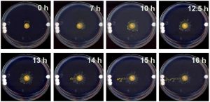 Investigadores observan Moho de lodo sin Cerebro, Pensando y tomando Decisiones 1 -