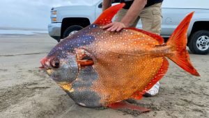 Universo podría ser una Gigantesca dona, Imágenes del Hubble después de Anomalía, Bacterias producen seda más Fuerte que las Arañas, estas y otras noticias que quizá te perdiste la semana pasada. 4 -