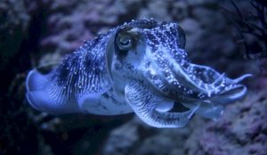 Sepias poseen la capacidad de recordar eventos pasados. 4 Sepias poseen la capacidad - Sepias poseen la capacidad