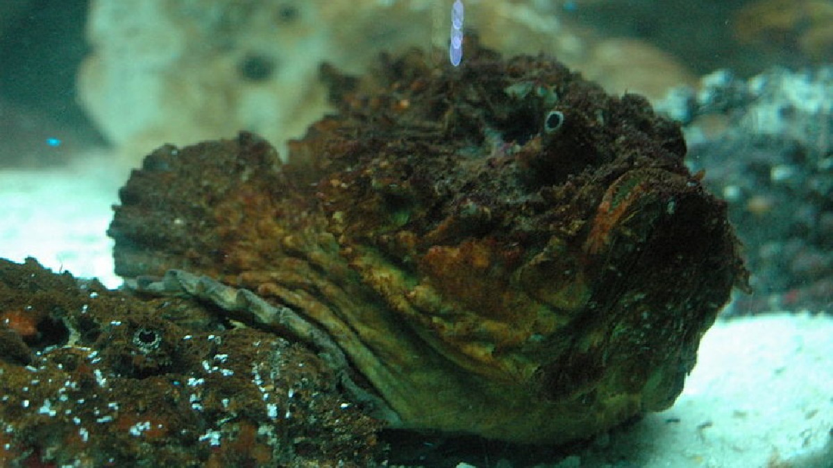 Descubre los 10 animales más longevos de la Tierra. ¡Te sorprenderás!