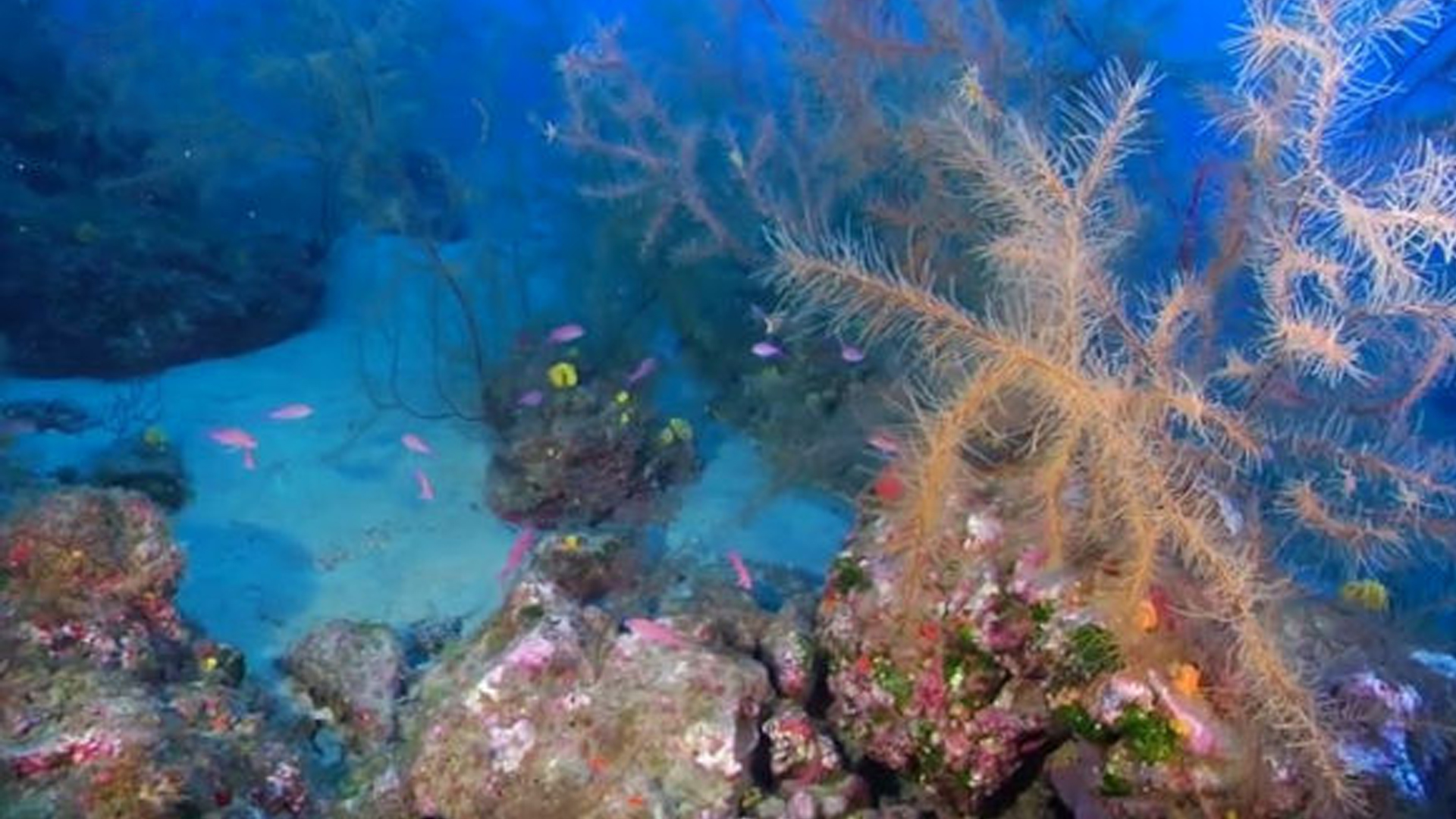 Descubre los 10 animales más longevos de la Tierra. ¡Te sorprenderás!