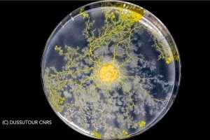 "Blob": el organismo inclasificable que la NASA enviará al espacio 1 blob - blob