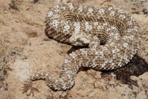 serpiente - serpiente