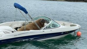 ‘Wally’ la morsa que se quedó dormida y viajó desde el ártico a Irlanda. 1 ‘Wally’ la morsa que se quedó dormida - ‘Wally’ la morsa que se quedó dormida