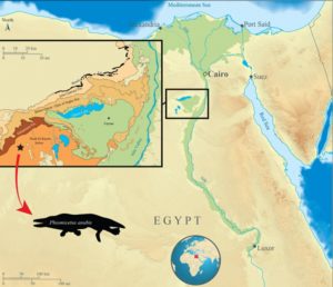 Descubren antigua Ballena de Cuatro Patas en Egipto, nombrada como el dios de los muertos 1 ballena con cuatro patas - ballena con cuatro patas