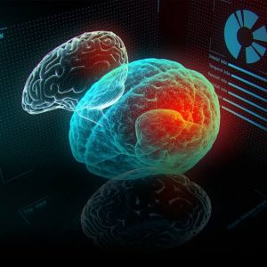 Desarrollan mini-cerebros con - Desarrollan mini-cerebros con