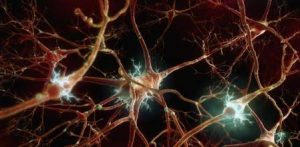 Desarrollan mini-cerebros con - Desarrollan mini-cerebros con