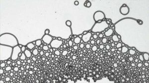 Un grupo de físicos ha creado gotas cuadradas y celosías líquidas. 1 Un grupo de físicos ha creado - Un grupo de físicos ha creado